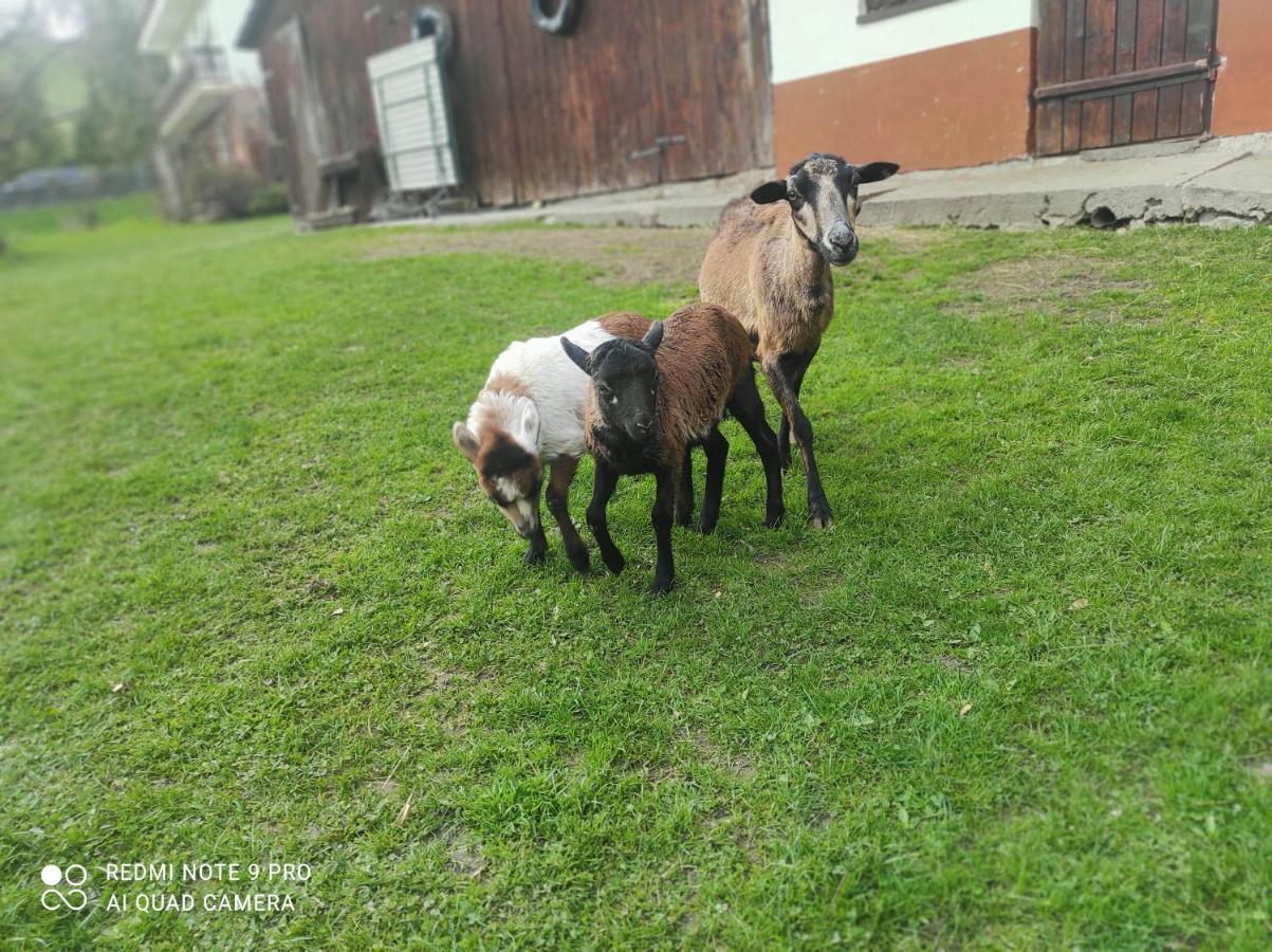 Gospodarstwo Agroturystyczne U Ani Krosnica  Exterior photo